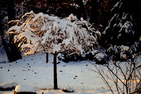 Early Winter