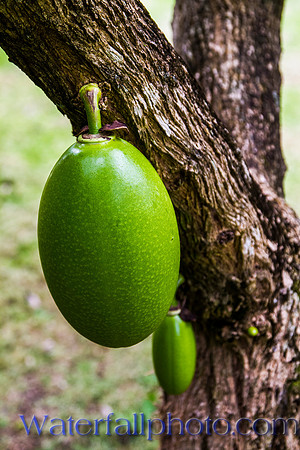 Higuero Tree, Dominican Republic
