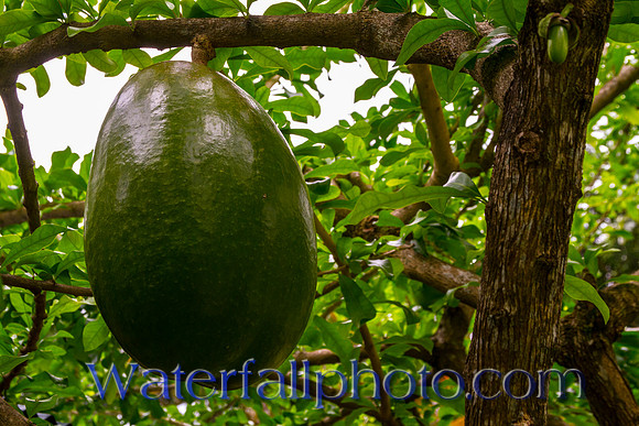 Higuero Tree, Dominican Republic