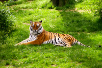 Nashville Zoo