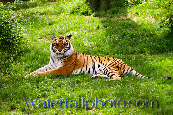 Nashville Zoo
