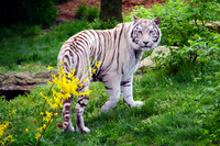 Nashville Zoo