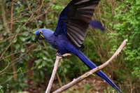 Nashville Zoo