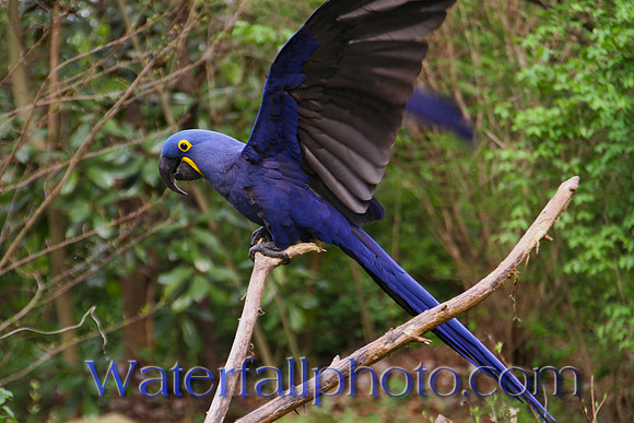 Nashville Zoo