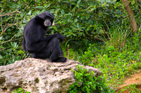 Nashville Zoo