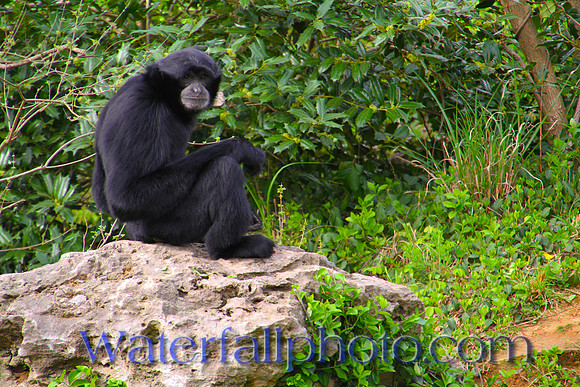 Nashville Zoo