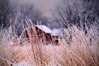 Kentucky Winter