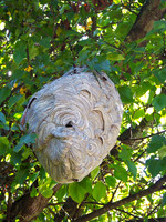 Black Spider Wasp Nest