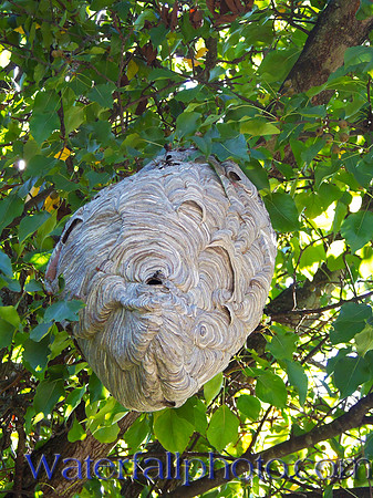 Black Spider Wasp Nest