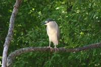 Black hooded night herron