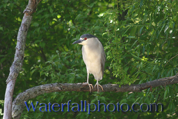 Black hooded night herron