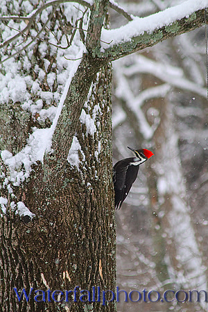 Pileated Woodpecker