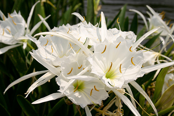 Lilly Fest