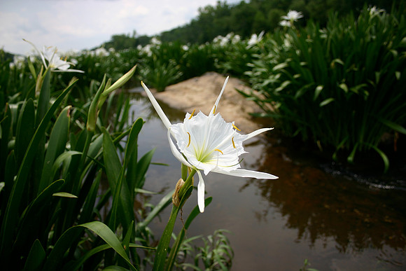 Lilly Fest