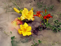 Lucille's  Flowers 2000