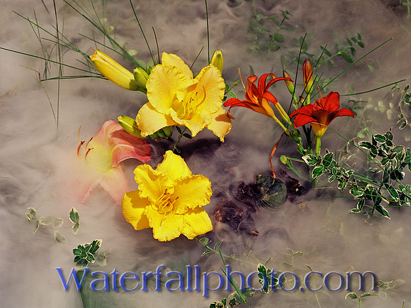 Lucille's  Flowers 2000