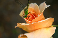 Rose, Dragon Fly