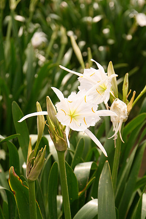 Lilly Fest