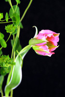 Hidie's Flower 2015