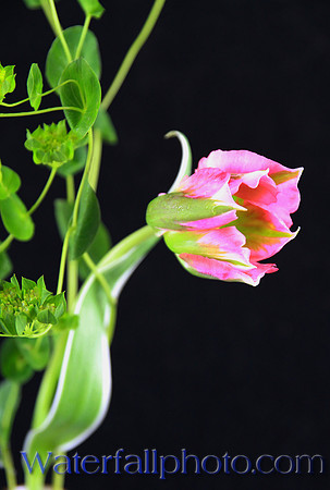 Hidie's Flower 2015