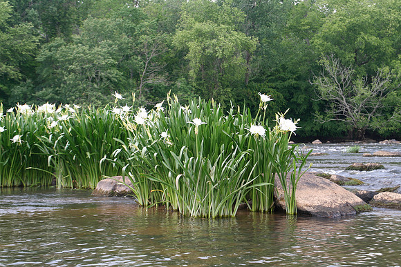 Lilly Fest