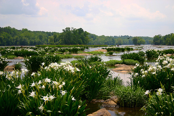 Spider lily, South Carolina