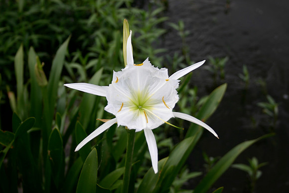 Lilly Fest