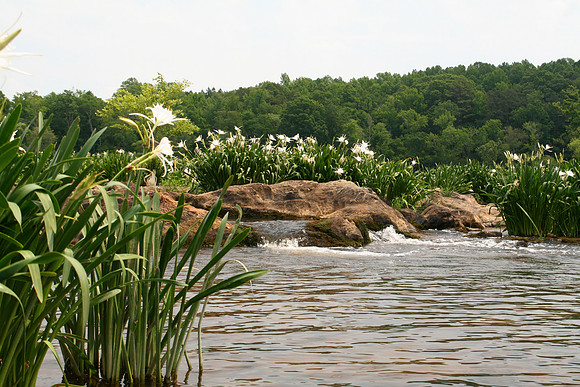 Lilly Fest